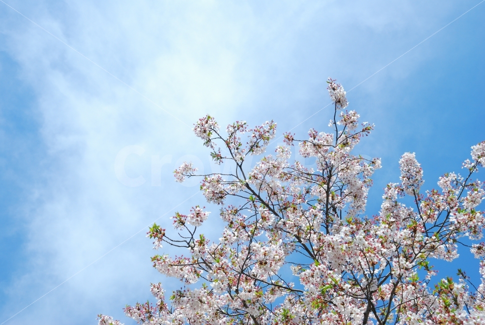 벚꽃,나무,하늘,파랑,하얀,잎,자연,공원,산,조경,꽃,축제,계절,식물,자연,plants,nature,봄,계절,spring,season,꽃,flower,plant,blossom