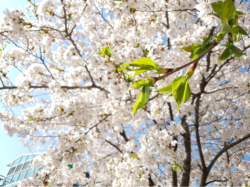 봄,spring,꽃,벚꽃,flower,식물,cherryblossom,새싹,bud,풍경,landscape,plant,날씨,weather,자연,nature,봄,계절,spring,season,식물,자연,plants,nature,꽃,flower,cherry blossom,blossom