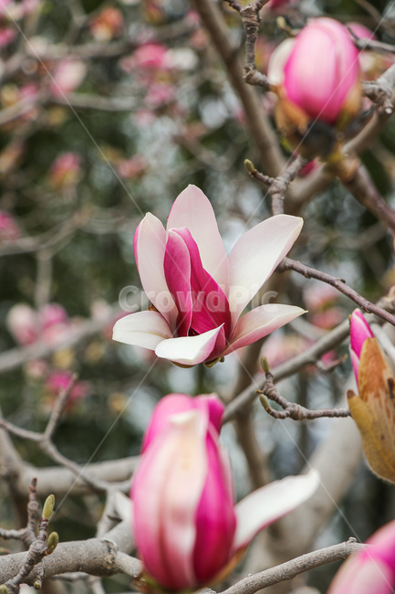 목련,꽃,flower,식물,자연,식물,자연,plants,nature,꽃,flower