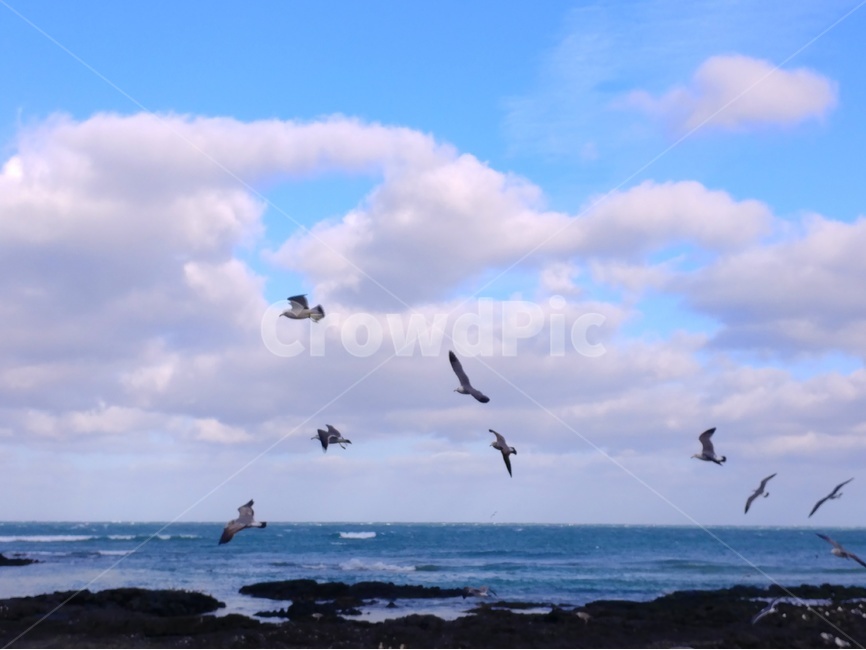 바다,갈매기,파도,풍경,감성,하늘,구름,자연,자연,풍경,nature,landscape,한국자연풍경,한국자연경관,korea nature landscape,해변,바다,beach,sea,동물,animal,조류,새,birds,색깔,색상,색채,색감,color sense,color sensitivity,feeling of color,flying,나는,bird