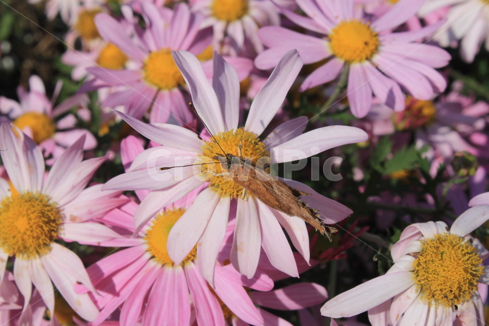 margueritedaisy,daisy,marguerite,가을,꽃,autumn,fall,flower,flowers,plant,식물,데이지,마가렛,나비,butterfly,monarchbutterfly,blossom,pollen,식물,자연,plants,nature,꽃,flower,곤충,벌레,insect,bug