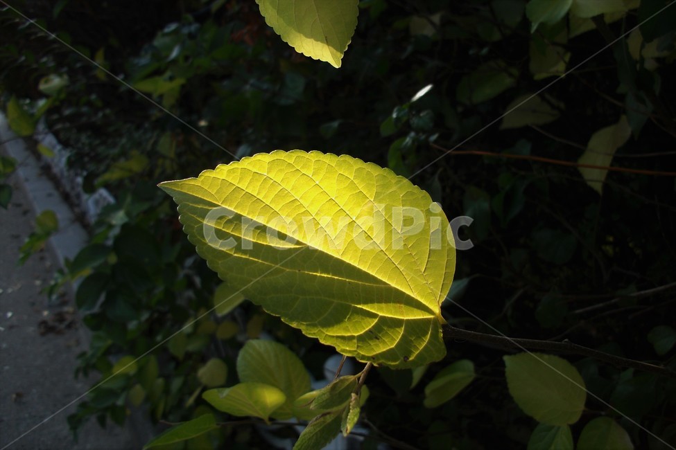 가을,역광,빛,자연,녹색,식물,backlit,leaves,autumn,nature,plant,식물,자연,plants,nature