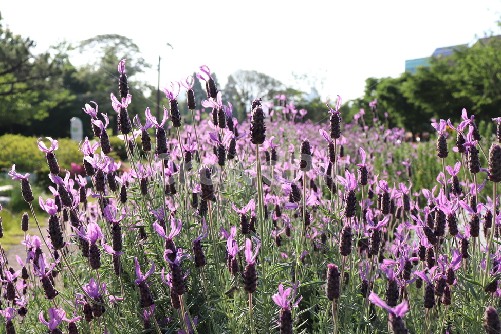 라벤더,꽃,식물,plant,flower,blossom