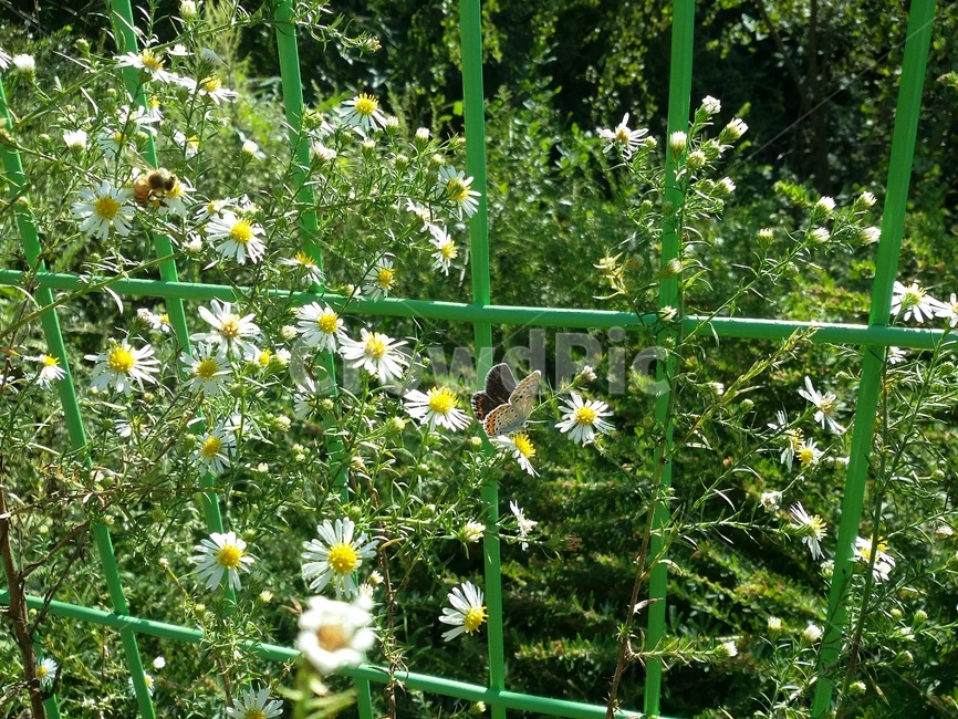 자연,plant,식물,flower,꽃,나비,벌,식물,자연,plants,nature