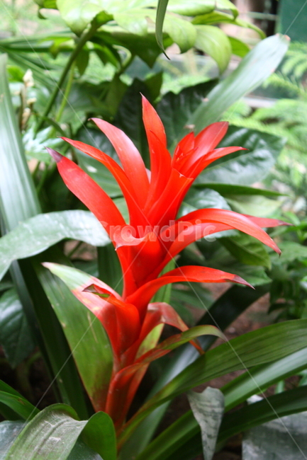 식물,꽃,plant,flower,blossom,식물,자연,plants,nature,꽃,flower