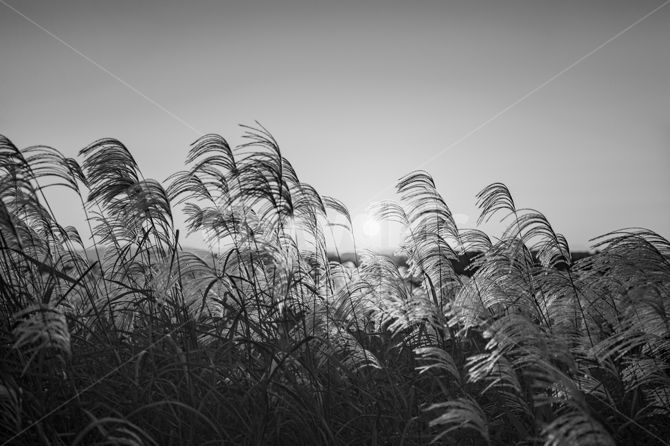 억새,flamegrass,silvergrass,일몰,sunset,sundown,식물,빛,light,자연,흑백,bw,자연,풍경,nature,landscape,식물,plants