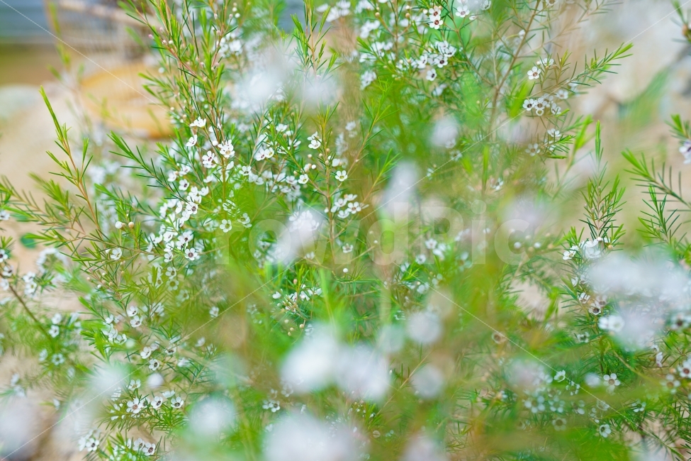 꽃,flower,nature,꽃사진,스냅,snap,스냅사진,풍경사진,풍경,beautiful,일상,daily,식물,자연,plants,nature,꽃,flower,감성,sensible,feeling