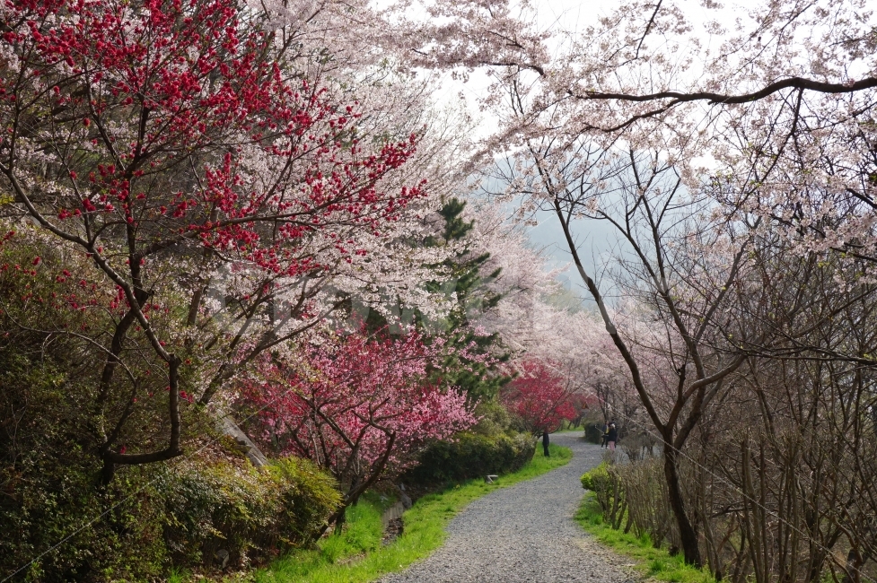 벚꽃길,드림로드,벚꽃,흑매화,길,자연,풍경,nature,landscape,봄,계절,spring,season,plant,식물,blossom,꽃,flower,cherry blossom