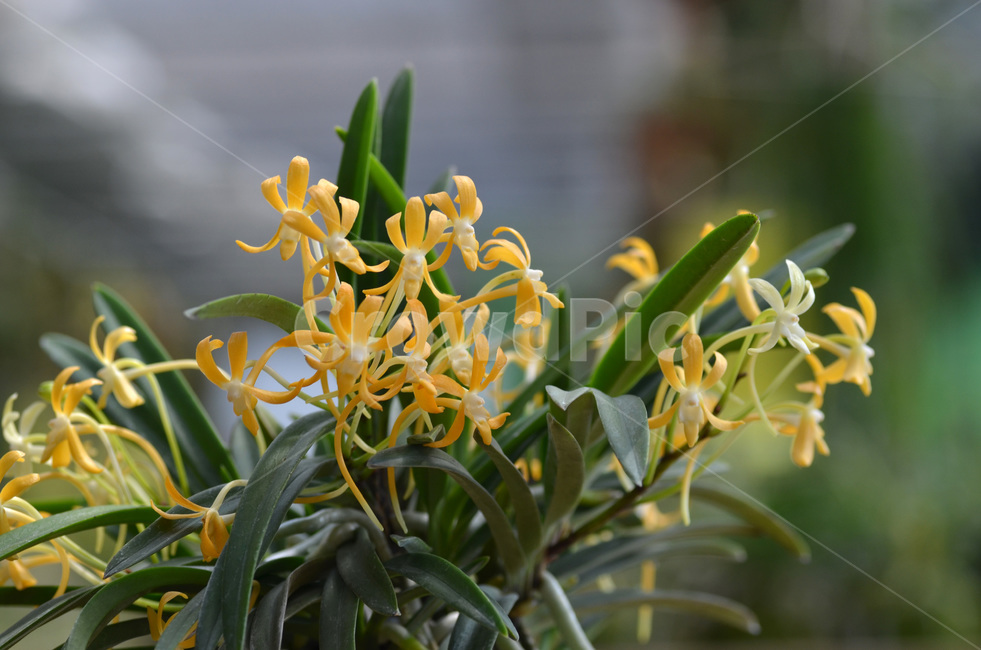 풍란,風蘭,난초,야생란,꽃,식물,자연,plants,nature,꽃,flower