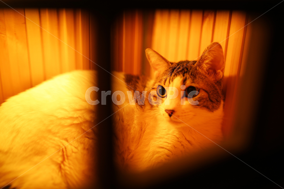 고양이,코리안숏헤어,코숏,얼룩고양이,집고양이,동물,반려동물,cat,반려묘