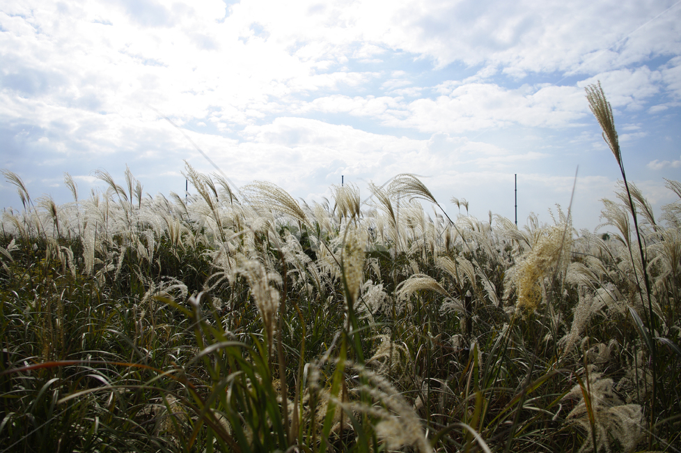 가을,억새,자연,nature,식물,plant,하늘,구름,자연,풍경,nature,landscape,grass,잔디,food,음식