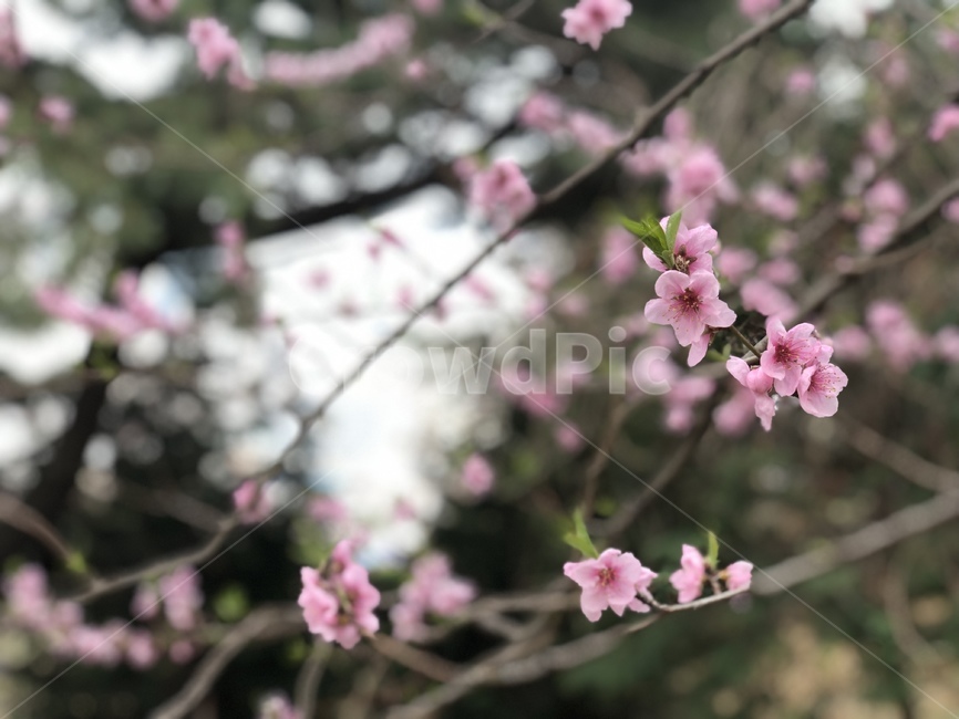 꽃,벚꽃,flower,봄꽃,cherryblosom,spring