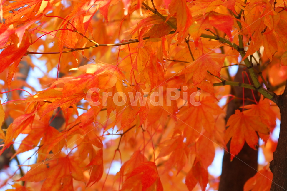 단풍,단풍나무,나무,가을,자연,가을,계절,fall,autumn,season,식물,자연,plants,nature,plant,leaf,잎,tree,maple