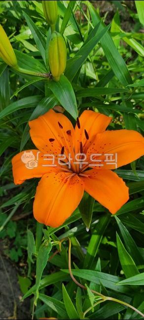 꽃,자연,나리,나리꽃,식물