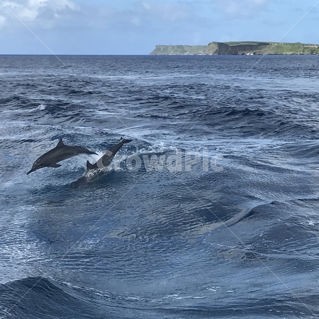 돌고래,바다,파도,괌,파랑,자연,여름,휴양지,dolphin,sea,wave,guam,blue,nature,summer