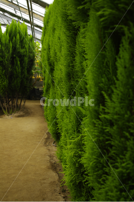 나무,식물,plant,율마,초록,식물,자연,plants,nature