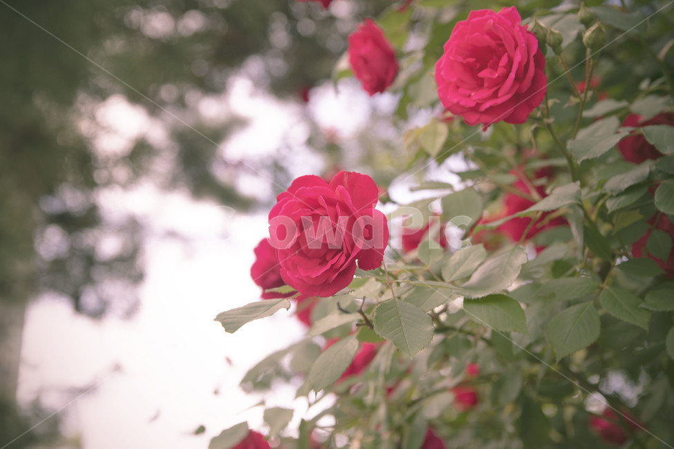 장미,감성,장미rose,식물,꽃,식물,자연,plants,nature,꽃,flower
