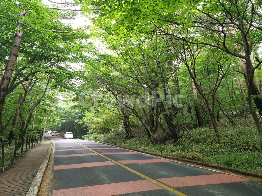 road,도로,녹색,green,forest,숲길