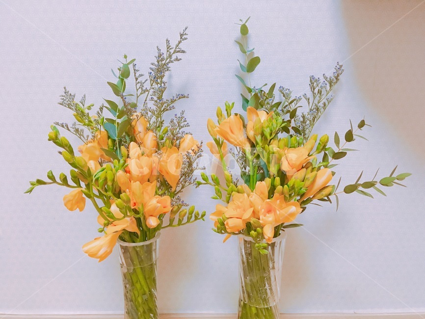 프리지아,노랑꽃,노란프리지아,물병,꽃다발,실내용화초,화분,화초,house plant