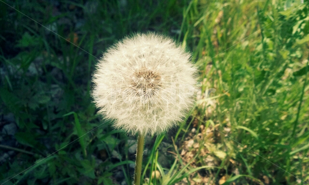 민들레,공원,풀,민들레씨앗,씨앗