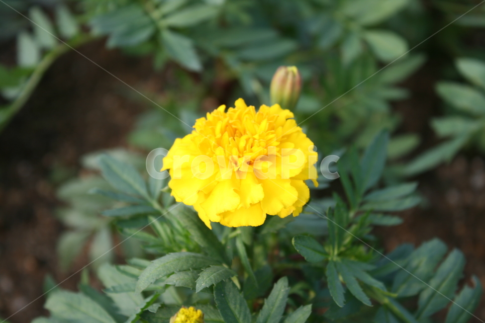 노란꽃,꽃,자연,예쁜꽃,무슨꽃,봄,계절,spring,season,식물,자연,plants,nature,꽃,flower,plant,blossom