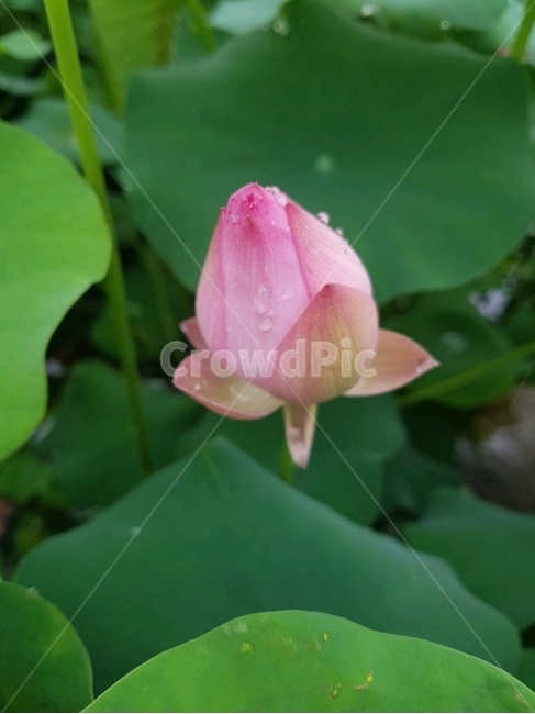 연꽃,식물,꽃,plants,flower,lotus,연잎,lotusleaf,식물,자연,plants,nature,꽃,flower