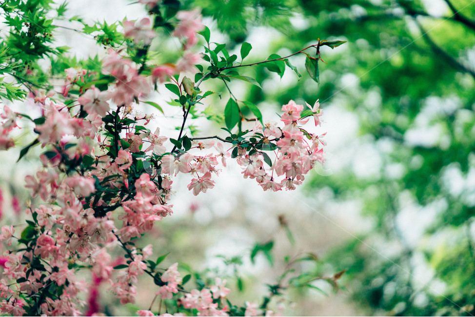 Kyoto travel,bamboo,landscape photography,bamboo forest,flower photo,Japan travel,Kyoto,Arashiyama,travel photos,plant photography,flowers and trees