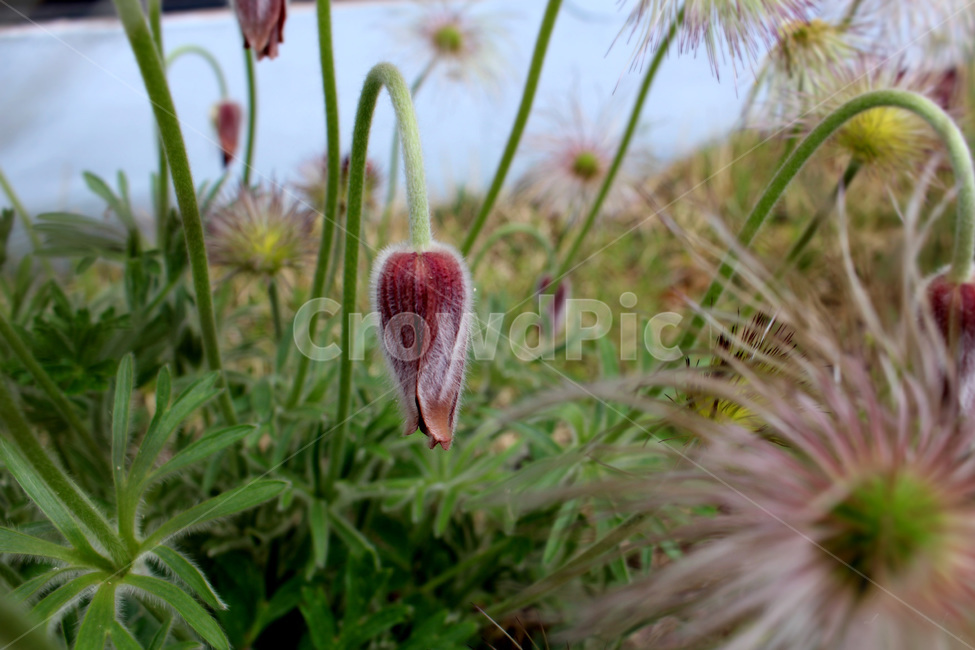 꽃,할미꽃,보라색,보라색꽃,들판,식물,자연,plants,nature,꽃,flower