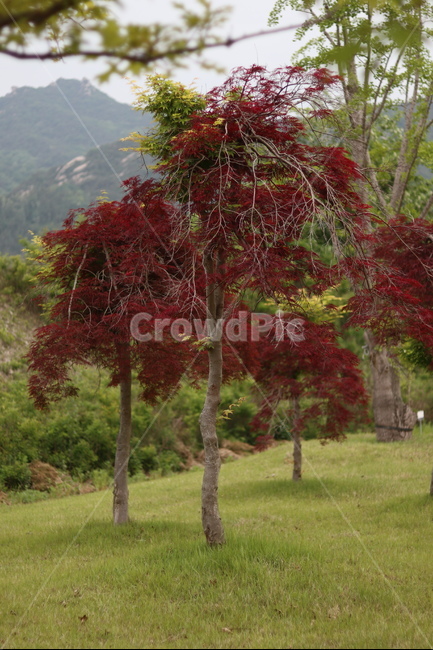 홍공작나무,붉음,연두,봄,빛,식물,자연,plants,nature,나무,trees,wood
