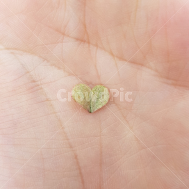 하트,사랑,클로버,데이트,행운,자연,감정,사람,인물,인간,human,person,신체일부,몸,body,감정표현,기분,feeling,emotion