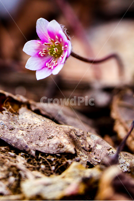 노루귀,야생화,봄,꽃,식물,flower,식물,자연,plants,nature,꽃,flower