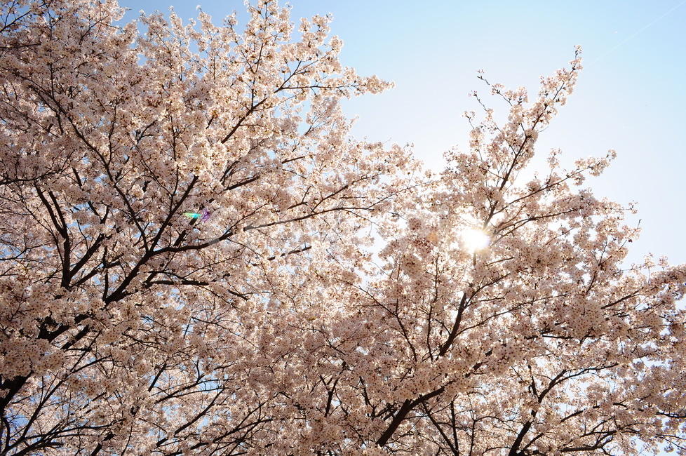 벚꽃,봄,벚꽃나무,나무,꽃잎,하늘,햇살,햇빛,가지,봄,계절,spring,season,자연,풍경,nature,landscape,plant,식물,blossom,꽃,cherry blossom,flower