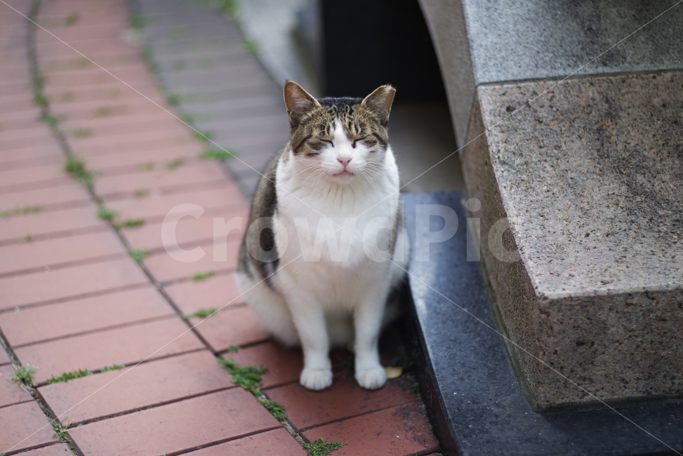 	고양이,길고양이,길냥이,애완동물,반려동물,생명,자연,야생,야생동물,야생고양이,미묘,미냥,cat,kitty,kitten,cute,lovely,adorable,pet,animal,street,streetcat,stray,straycat,wild,wildlife,wildcat,wildanimal,nature,natural,beauty,beautiful,동물,animal,포유류,mammal,고양이,cat,kitten,kitty
