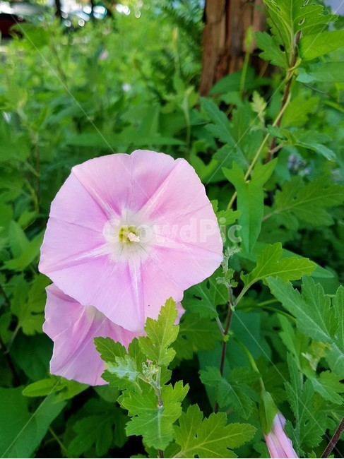 나팔꽃,flower,식물,야생화,자연