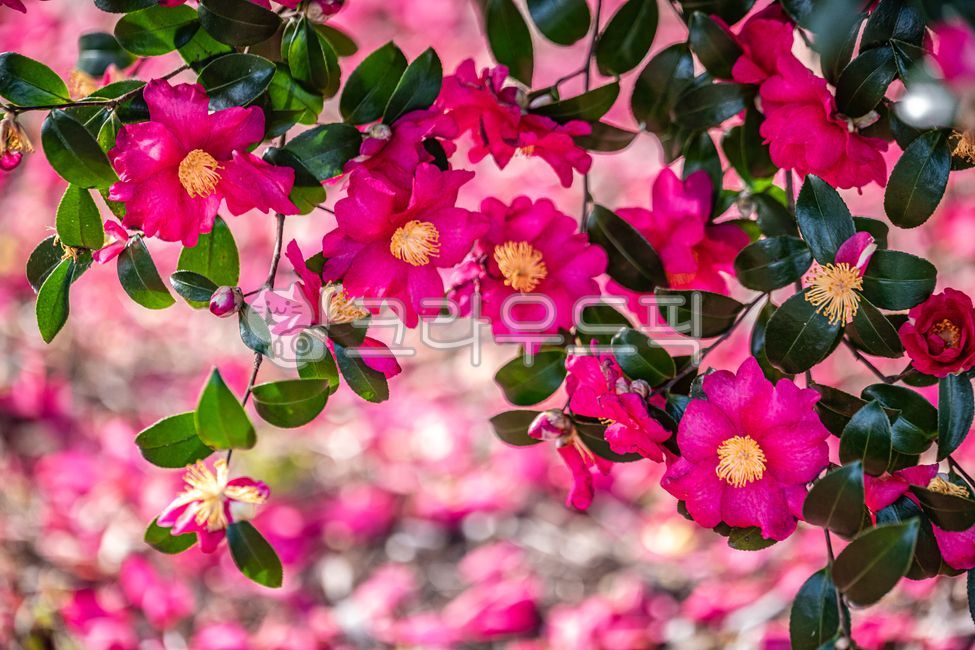 꽃,동백꽃,카멜리아,사랑,열정,변함없는사랑,절제된사랑,제주,43사건