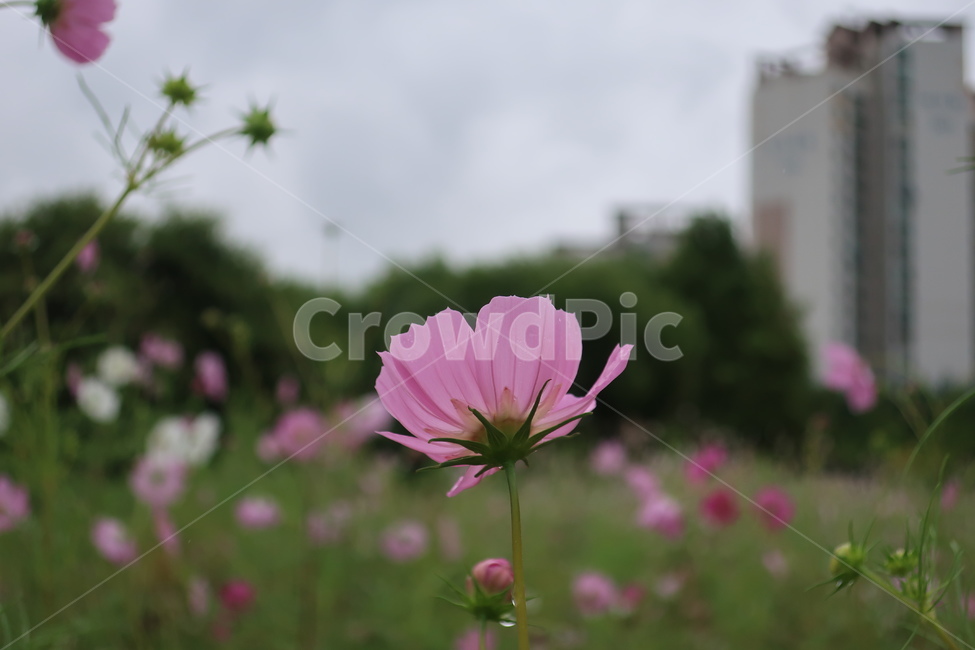 가을,풍경,코스모스,꽃,분홍,꽃잎,식물,자연,cosmos,감성,가을,계절,fall,autumn,season,식물,자연,plants,nature,꽃,flower,plant,geranium,제라늄,blossom,daisy,데이지,daisies