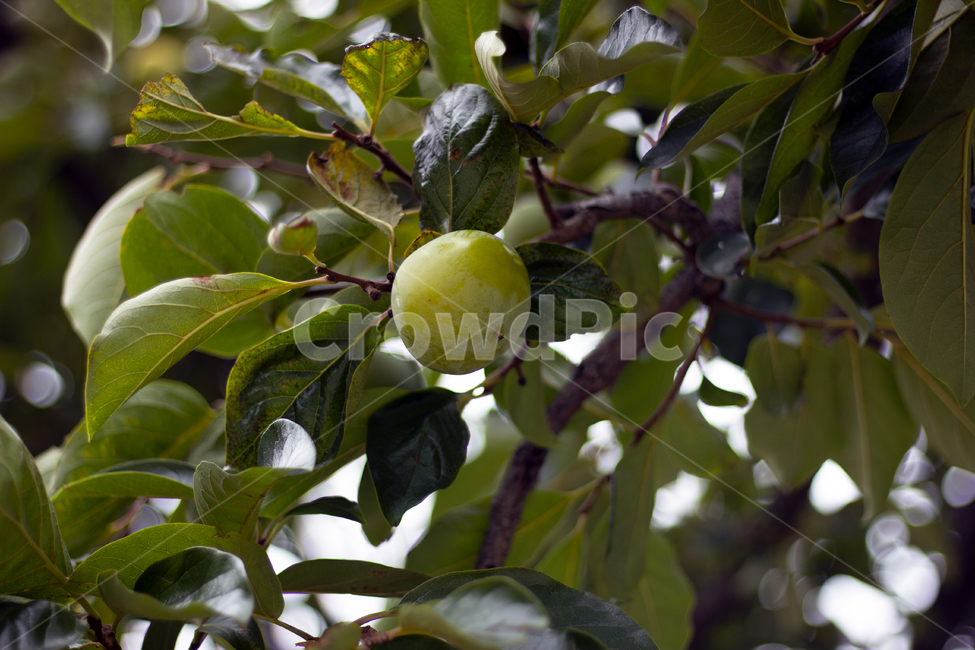 식물,과일,음식,자연,열매,감,나무,잎,초록,싱그러운,fruit,plant,food,초가을,가을,계절,과일,열매,fruit