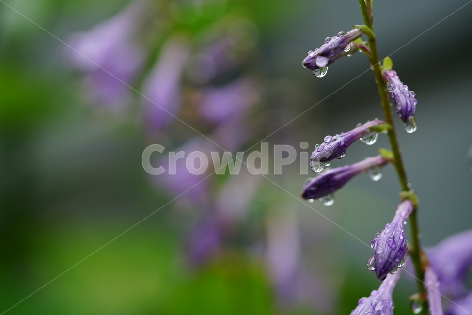 꽃,플라워,식물,생물,flower,자연,보랏빛,물방울,물,식물,자연,plants,nature,꽃,flower