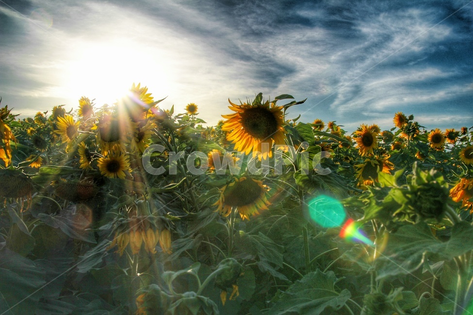 노을,하늘공원,해질녘,해바라기,해바라기꽃,식물,들판,노을진들판,sunset,sunrise,field,자연,nature,hdr,해지는풍경,따듯함,sunflower,식물,자연,plants,nature,꽃,flower