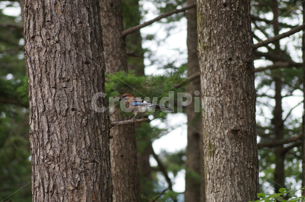 어치,나무,새,산까치,풍경,숲,자연,생태,동물,animal,조류,새,birds
