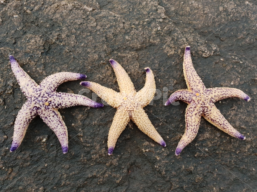 불가사리,아무르불가사리,해양생물,별,starfish
