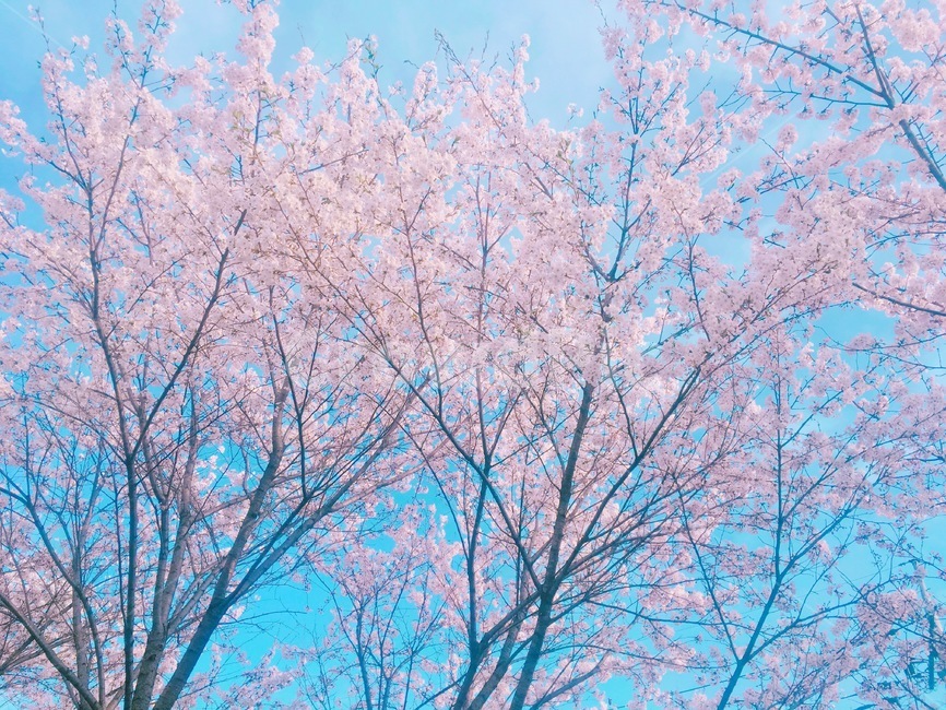 봄,벚꽃,꽃,풍경,하늘,flower,cherryblossom,봄,계절,spring,season,식물,자연,plants,nature,꽃,flower,plant