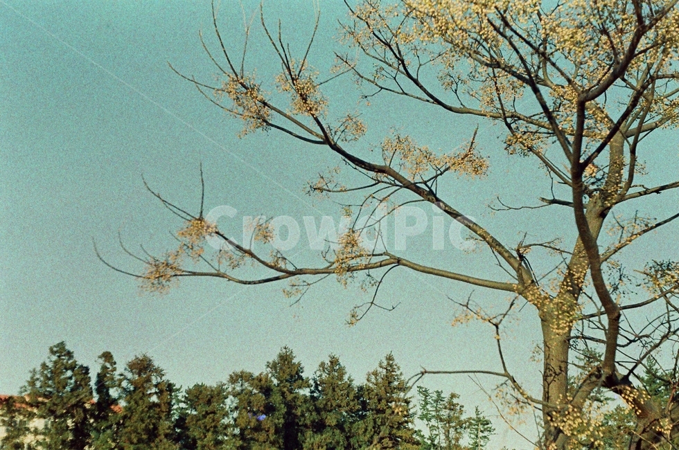 나무,자연,하늘,풍경,제주,자연,풍경,nature,landscape,tree,plant,식물,tree trunk,나무 줄기