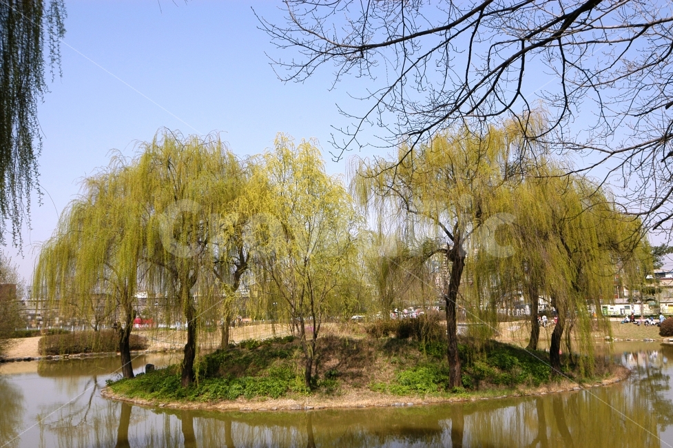 버드나무,나무,풍경,연못,식물,봄,섬,조경,나뭇가지,자연,공원,식물,자연,plants,nature,나무,trees,wood