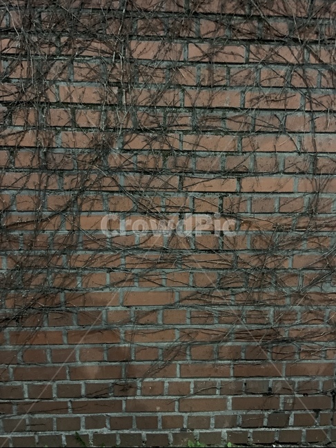 넝쿨,벽돌벽,벽돌,벽,분위가,감성적,건축물,건물외관,exterior,building,structure,architecture,construction