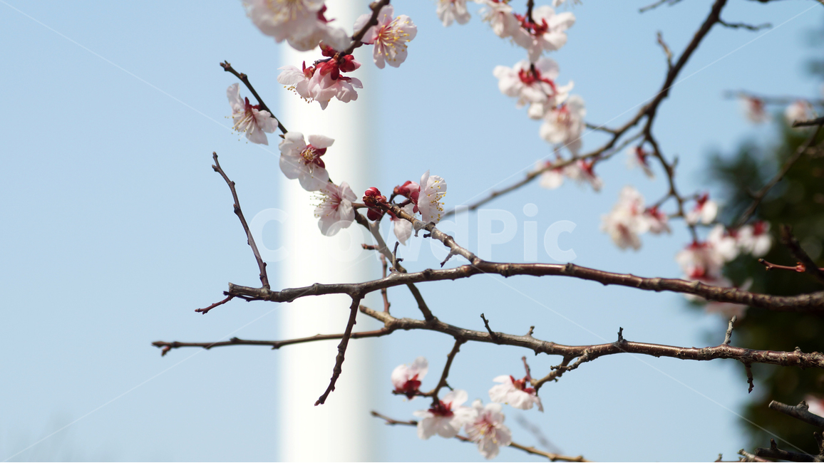 벚꽃,꽃,봄,정서,따뜻함,나뭇가지,봄,계절,spring,season,식물,자연,plants,nature,꽃,flower,plant,blossom,cherry blossom