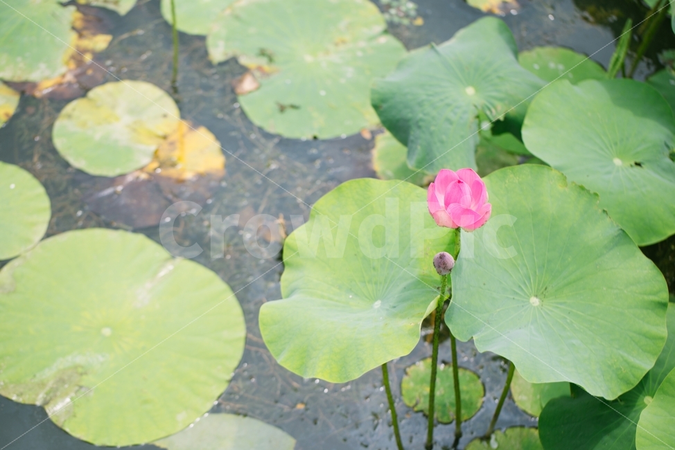 	연꽃,덕진공원,연잎,꽃,초록,flower,plant,물,호수,식물,자연,plants,nature,꽃,flower