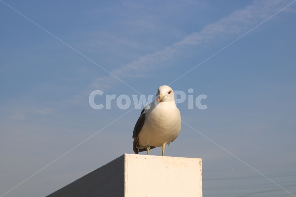 갈매기,새,조류,바다,동물,하늘,자연,동물,animal,조류,새,birds