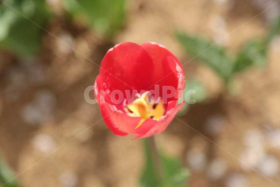 튤립,꽃밭,봄,빨간튤립,빨강,red,tulip,꽃,flower,식물,plant