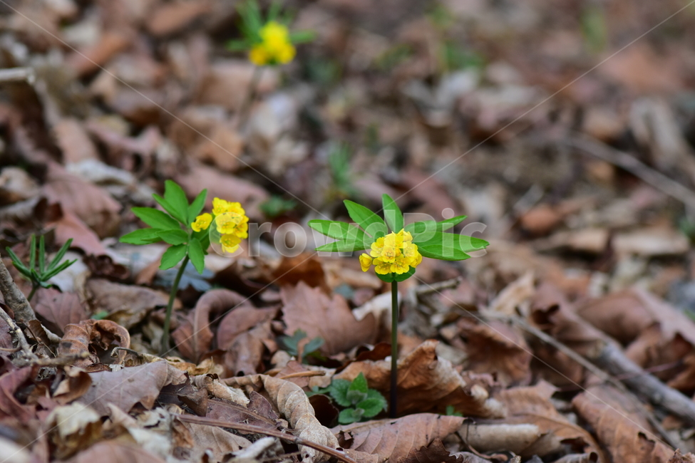 한계령풀,야생화,봄,꽃,풀꽃,자연,식물,식생,plants,nature,spring,season,flower